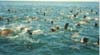 seals